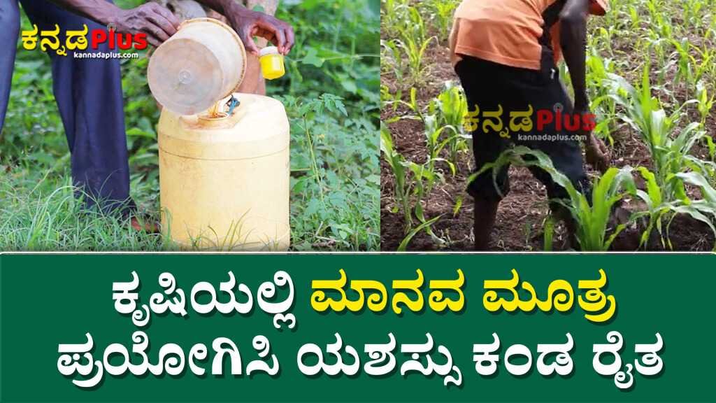 ಕೃಷಿಯಲ್ಲಿ ಮಾನವ ಮೂತ್ರ ಪ್ರಯೋಗಿಸಿ ಯಶಸ್ಸು ಕಂಡ ರೈತ Human urine experiment in agriculture