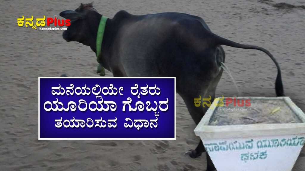 ರೈತರು ಮನೆಯಲ್ಲಿಯೇ ಯೂರಿಯಾ ಗೊಬ್ಬರ ತಯಾರಿಸುವ ವಿಧಾನ Method of Urea Preparation from Cattle Urine